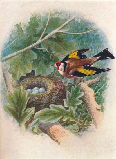 Goldfinch - Carduelis elegans، c1910، 1910 بواسطة جورج جيمس رانكين