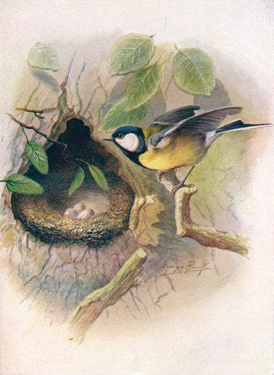 Great Tit - Parus major ، c1910 ، 1910 بواسطة جورج جيمس رانكين