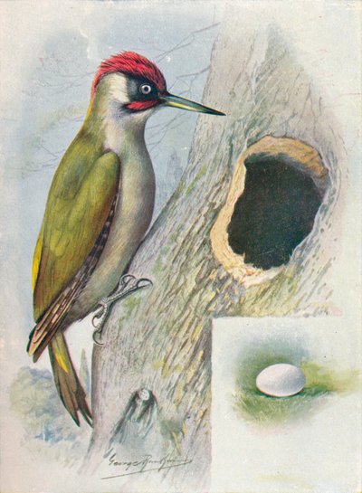 نقار الخشب الأخضر - Gecinus viridis ، c1910 ، 1910 بواسطة جورج جيمس رانكين