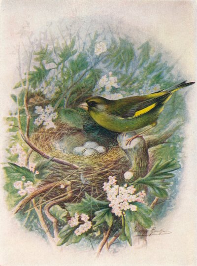 Greenfinch - Ligurinus chloris ، c1910 ، 1910 بواسطة جورج جيمس رانكين