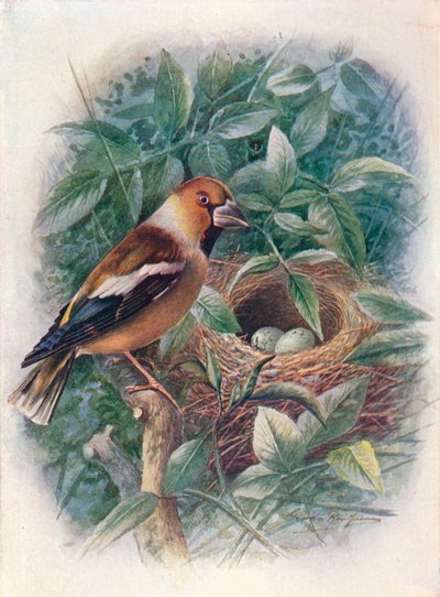 Hawfinch - Coccothraustes vulgaris ، c1910 ، 1910 بواسطة جورج جيمس رانكين