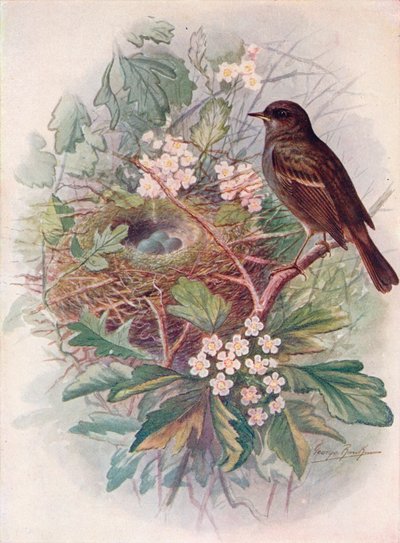 Hedgesparrow - معلمة لهجات ، c1910 ، 1910 بواسطة جورج جيمس رانكين
