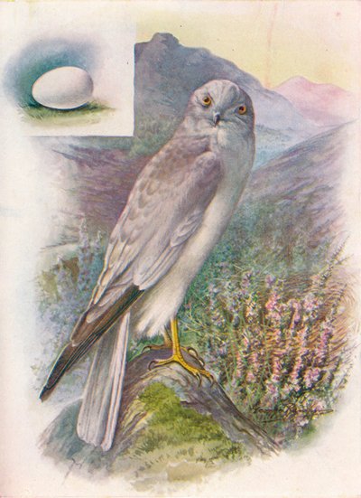 Hen-Harrier - سيرك cyaneus ، c1910 ، 1910 بواسطة جورج جيمس رانكين