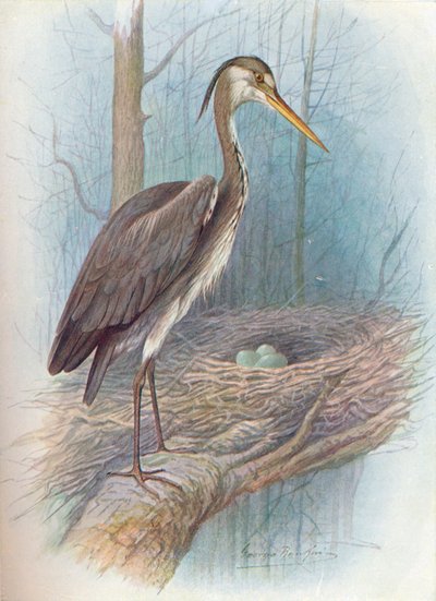 Heron - Ardea cinerea، c1910، 1910 بواسطة جورج جيمس رانكين