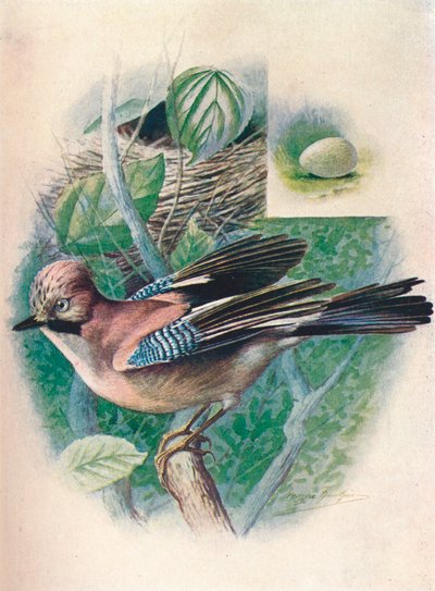 جاي- Garrulus glandarius ، c1910 ، 1910 بواسطة جورج جيمس رانكين
