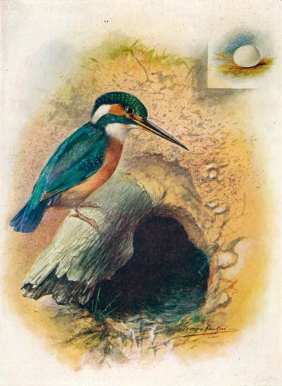 الرفراف - Alcedo ispida ، c1910 ، 1910 بواسطة جورج جيمس رانكين
