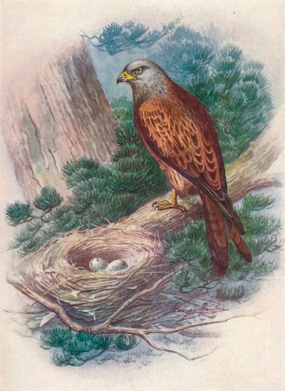 طائرة ورقية - Milvus ictinus ، c1910 ، 1910 بواسطة جورج جيمس رانكين