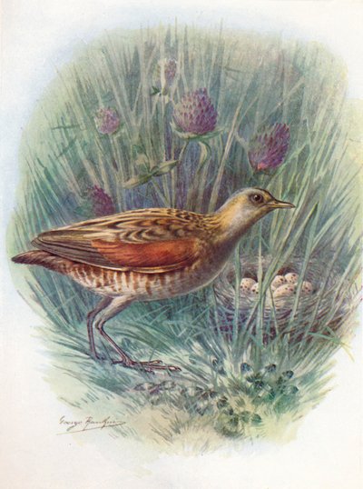Landrail أو Corncrake - Crex pratensis ، c1910 ، 1910 بواسطة جورج جيمس رانكين