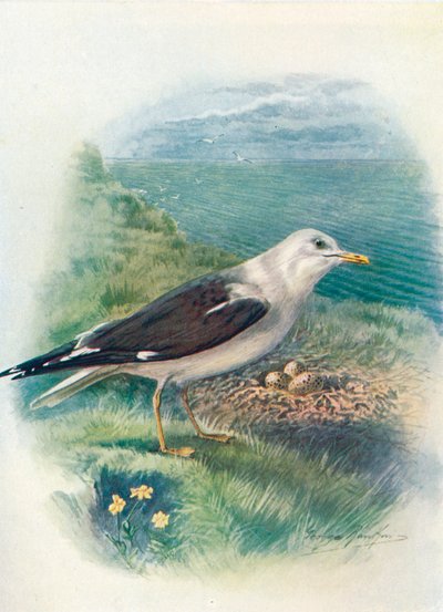 نورس ذو خلفية سوداء أقل - Larus fuscus، c1910، 1910 بواسطة جورج جيمس رانكين