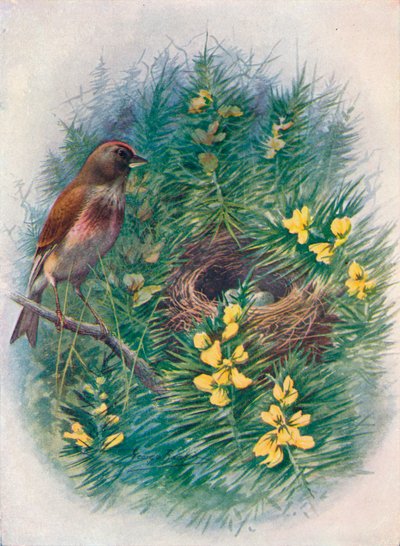 Linnet - Linota cannabina ، c1910 ، 1910 بواسطة جورج جيمس رانكين