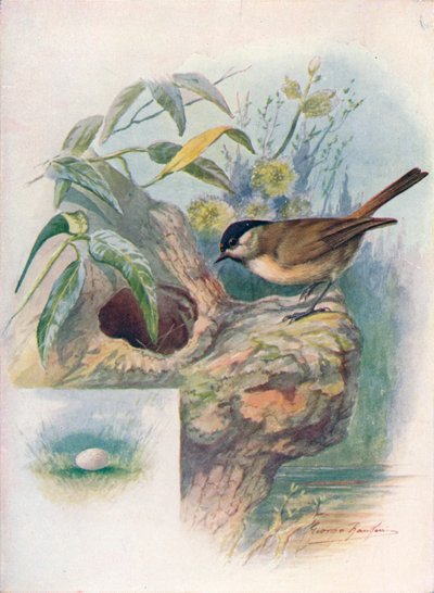 مارش تيت - Parus palustris ، c1910 ، 1910 بواسطة جورج جيمس رانكين