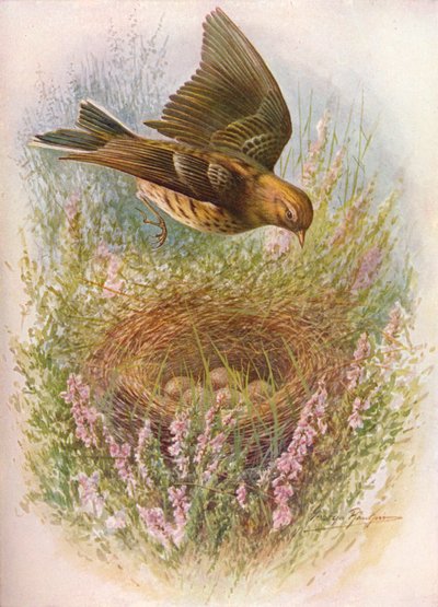 Meadow-Pipit or Titlark - Anthus pratensis ، c1910 ، 1910 بواسطة جورج جيمس رانكين
