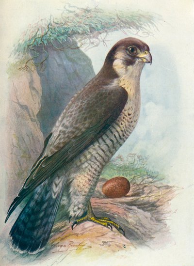 Peregrine Falcon - Falco peregrinus، c1910، 1910 بواسطة جورج جيمس رانكين