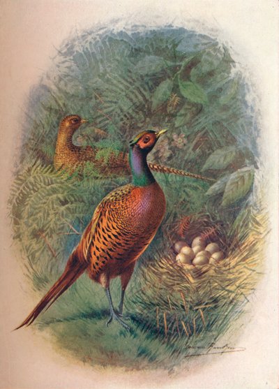 الدراج - Phasianus colchicus ، c1910 ، 1910 بواسطة جورج جيمس رانكين