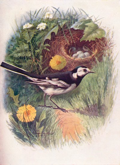 ذعرة مزدحمة - Motacilla lugubris ، c1910 ، 1910 بواسطة جورج جيمس رانكين
