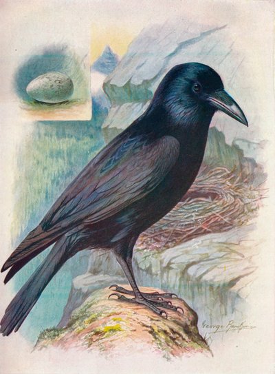 الغراب - Corvus corax ، c1910 ، 1910 بواسطة جورج جيمس رانكين