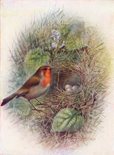 Redbreast or Robin - Ethiophacus rubecula، c1910، 1910 بواسطة جورج جيمس رانكين