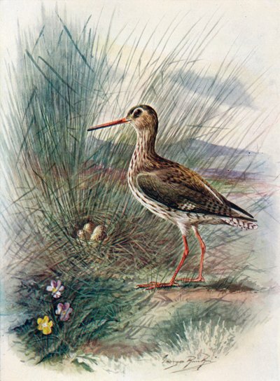 Redshank - Totanus calidris ، c1910 ، 1910 بواسطة جورج جيمس رانكين