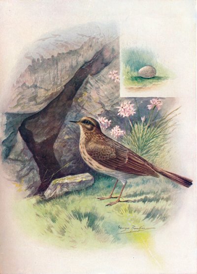 Rock-Pipit - Anthus obscurus ، c1910 ، 1910 بواسطة جورج جيمس رانكين
