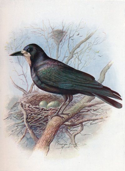 Rook - Corvus frugilegus ، c1910 ، 1910 بواسطة جورج جيمس رانكين