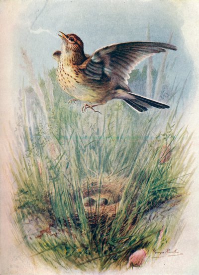 Skylark - Alauda arvensis، c1910، 1910 بواسطة جورج جيمس رانكين