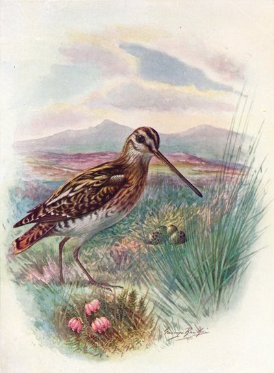 Snipe - The Woodcock Heaven ، c1910 ، 1910 بواسطة جورج جيمس رانكين
