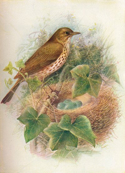 Song-Thrush or Mavis - Turdus musicus، c1910، 1910 بواسطة جورج جيمس رانكين