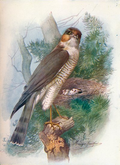 Sparrow-Hawk - Nisus Accipiter nisus، c1910، 1910 بواسطة جورج جيمس رانكين