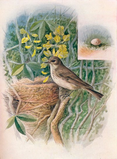 صائد الذباب المرقط - Muscicapa Grisola ، c1910 ، 1910 بواسطة جورج جيمس رانكين
