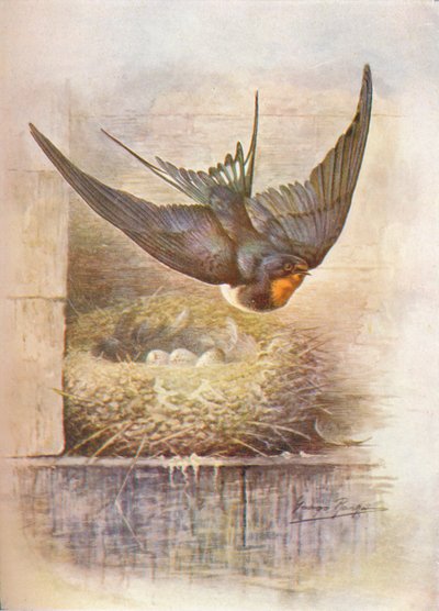ابتلاع - Hirundo rustica ، c1910 ، 1910 بواسطة جورج جيمس رانكين