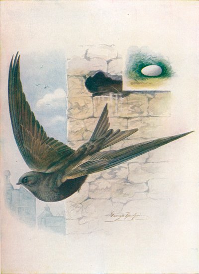 Swift - Cypselus apus، c1910، 1910 بواسطة جورج جيمس رانكين