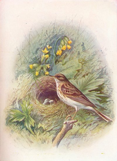 شجرة الماصة - Anthus trivialis ، c1910 ، 1910 بواسطة جورج جيمس رانكين