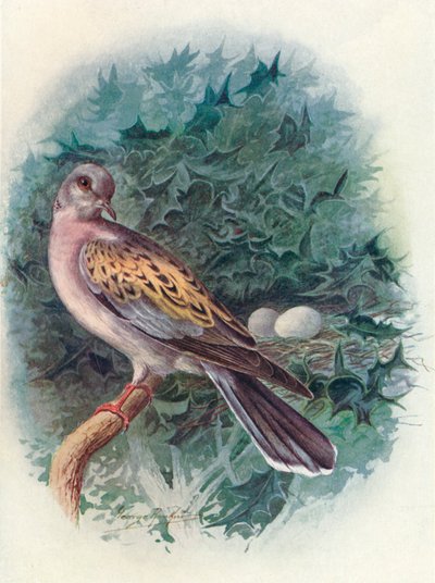 Turtle-Dove - Turtle، c1910، 1910 بواسطة جورج جيمس رانكين