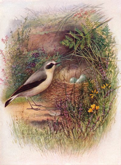 أبلق - Saxicola oenanthe ، c1910 ، 1910 بواسطة جورج جيمس رانكين