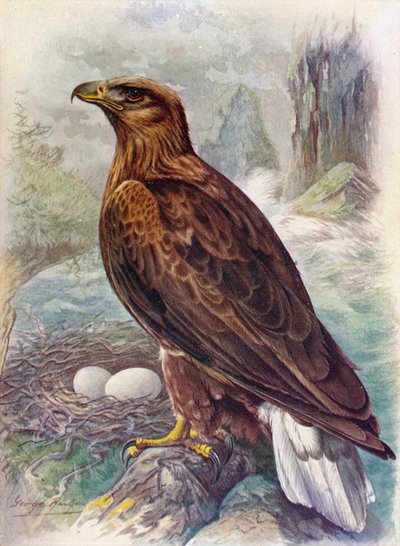 أبيض الذيل أو نسر البحر - Haliaetus albicilla ، c1910 ، 1910 بواسطة جورج جيمس رانكين