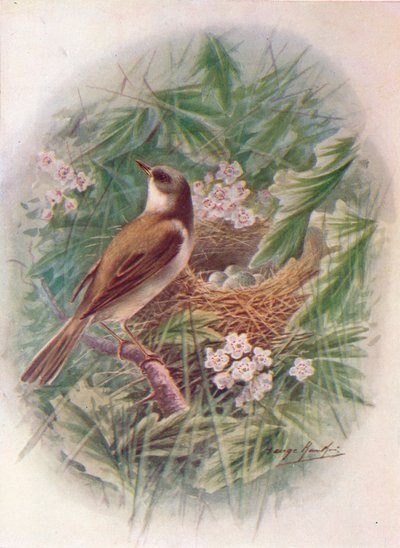 Whitethroat - سيلفيا سينريا ، c1910 ، 1910 بواسطة جورج جيمس رانكين