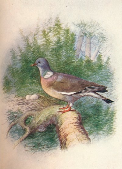 حمامة الخشب أو Ring-Dove - Columba palumbus ، c1910 ، 1910 بواسطة جورج جيمس رانكين