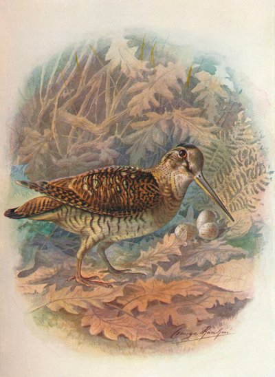 Woodcock - Scolopax rusticula ، c1910 ، 1910 بواسطة جورج جيمس رانكين