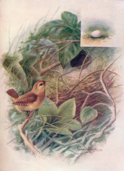 Wren - TROGLODYTES صغير ، c1910 ، 1910 بواسطة جورج جيمس رانكين