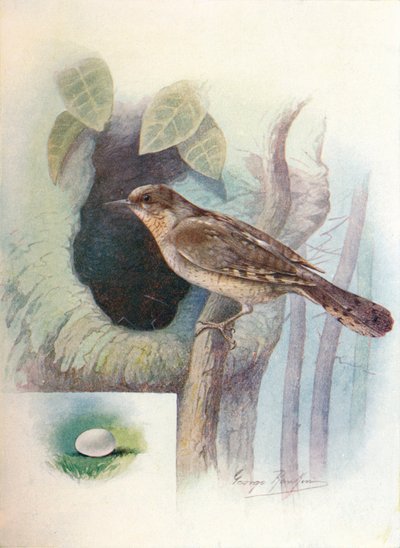 Wryneck - Iynx torquilla ، c1910 ، 1910 بواسطة جورج جيمس رانكين