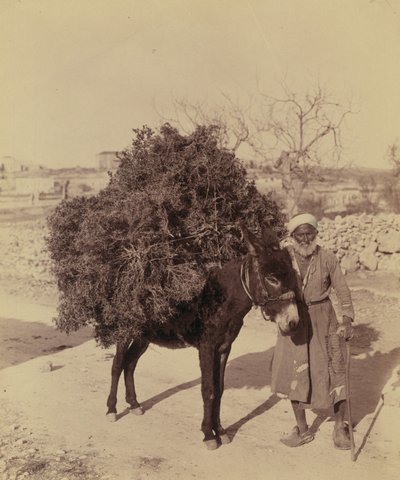 حمار يحمل حمولة من الجذور والأغصان للوقود ، فلسطين ، حوالي 1900 (صورة)) بواسطة بارتولومي إستيبان موريللو واستوديو