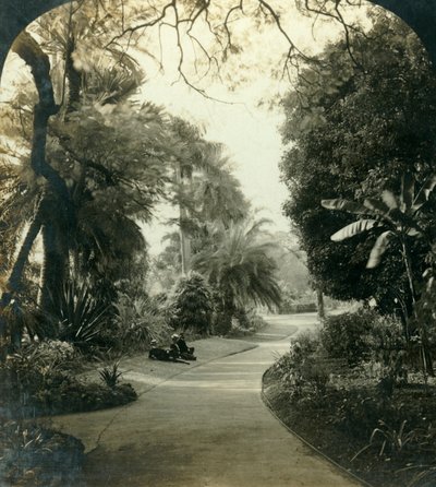 الممر في كوينز بارك ، بريسبان ، أستراليا ، c1909. بواسطة جورج روز