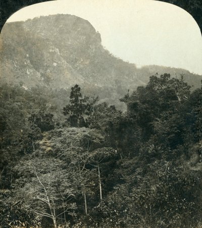 النباتات الاستوائية في مضيق نهر بارون ، ... كيرنز ، كوينزلاند ، أستراليا ، c1909. بواسطة جورج روز