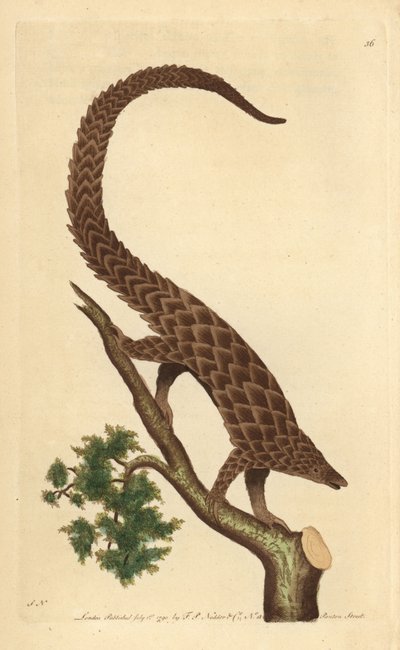 مانيس بأربعة أصابع ، البنغولين طويل الذيل أو البنغول ذو البطن الأسود ، من "The Naturalist