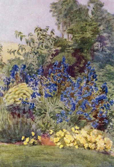 Anchusa Italica Dropmore variety, the Dropmore Alkanet, with Clematis recta and Violas (colour litho) بواسطة جورج صوبر