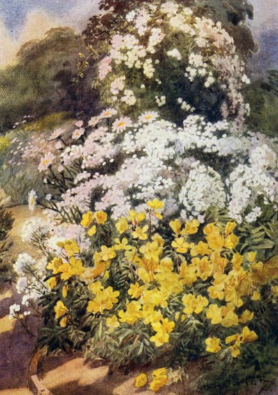 Oenothera Fruticosa Youngii ، أحد أفضل أزهار الربيع المسائية ، مع خلفية بيضاء من الفلوكس ، Achillea Ptarmica و Shasta Daisies (اللون الليثو) بواسطة جورج صوبر