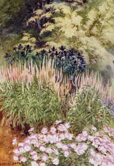 Veronica spicata rosea ، مع Eryngiums و Violas (لون ليثو) بواسطة جورج صوبر