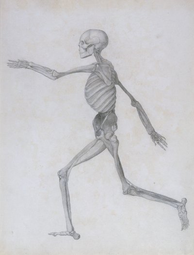 معرض تشريحي مقارن لهيكل جسم الإنسان مع نمر وطيور مشتركة: شخصية بشرية ، منظر جانبي ، 1795-1806 بواسطة جورج ستابس