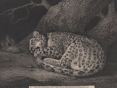 نمر نائم ، نقشه الفنان ، حانة. 1791 (حفر) بواسطة جورج ستابس