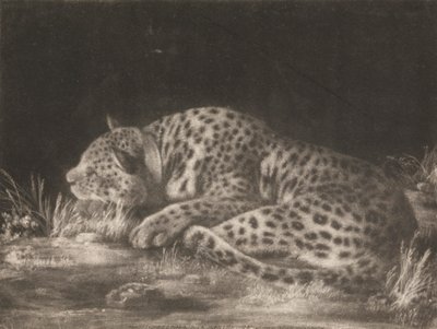 نمر (نائم نائم) بواسطة جورج ستابس